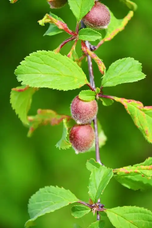 榆叶梅果实,原创拍摄