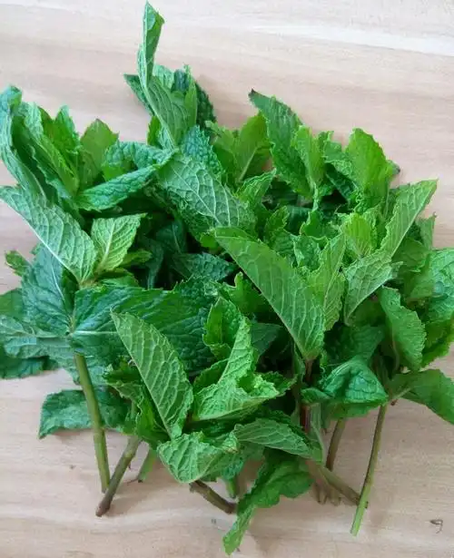 这到底是不是薄荷,什么品种的?能吃么?