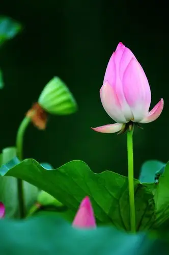 【图片25】荷花--韵律--蜂鸟论坛照片套图