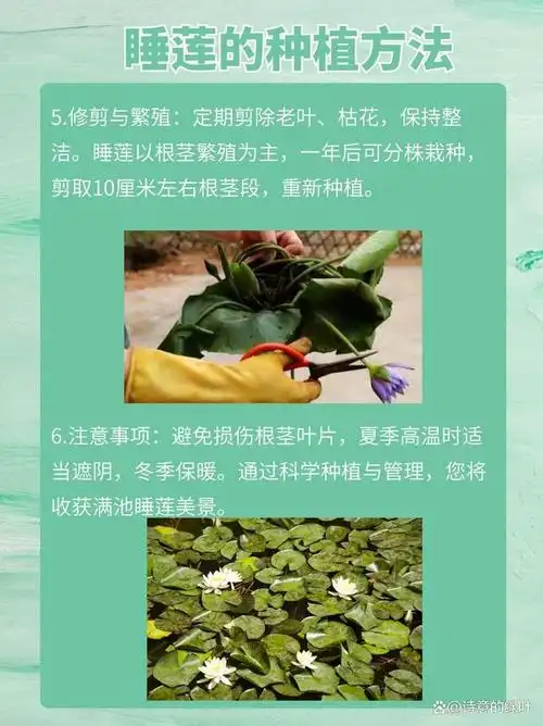 睡莲以根茎繁殖为主,一年后可分株栽种,剪取10厘米左右根
