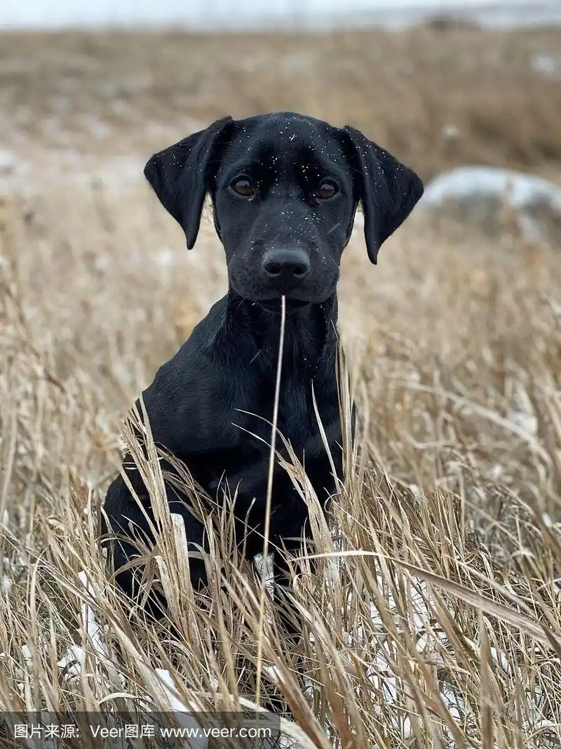 可爱的小黑狗坐在草丛里