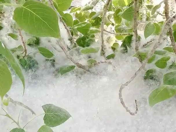 再过几天,一些从树上落下的絮状物开始飘飞,这是柳絮.