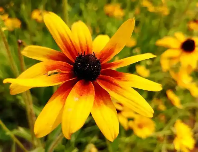 漂亮的黑心金光菊 - 美篇