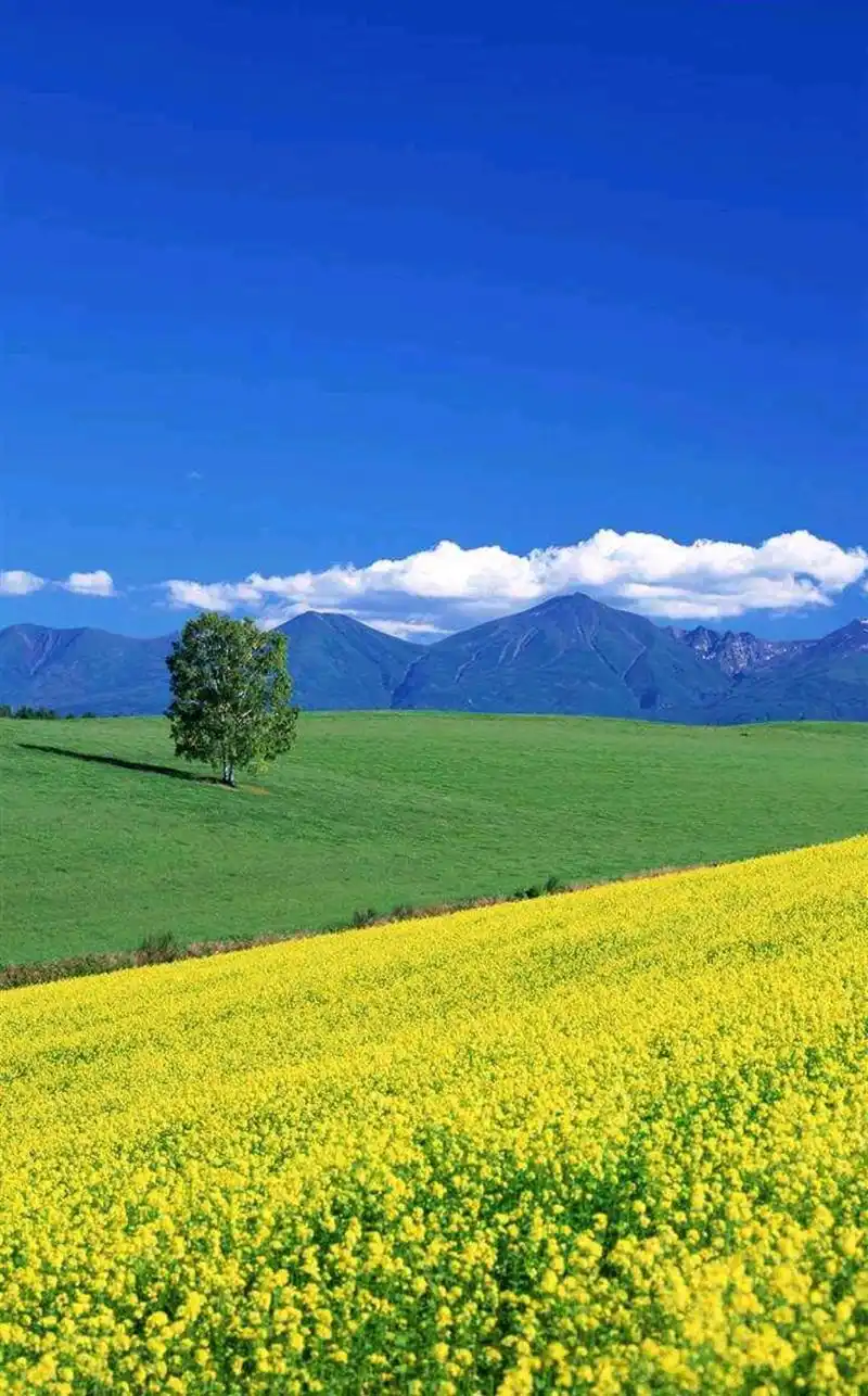 大草原风光手机壁纸