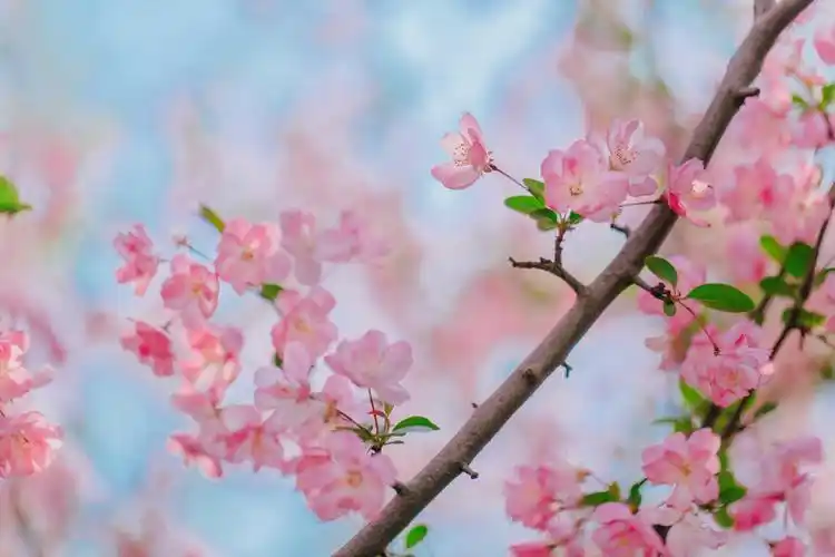 小清新海棠花唯美迷人微距摄影