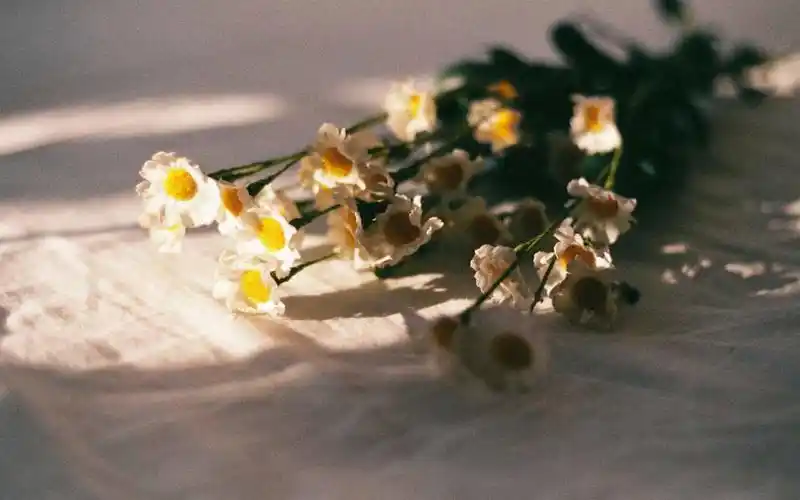 夏日文艺静物摄影高清桌面壁纸