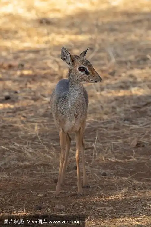 肯尼亚,非洲,教会小羚羊,无人,自然