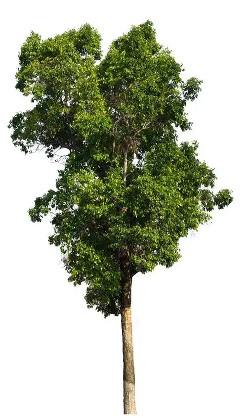 白色背景上的槟榔树