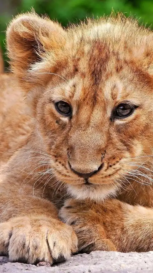 750_1334竖版 竖屏