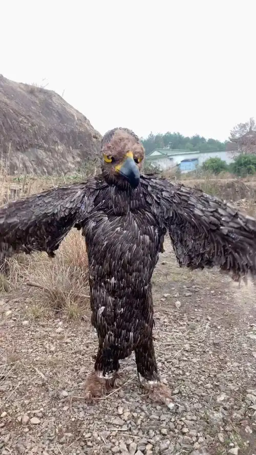 神雕侠侣里面的雕07