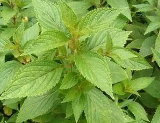 在其他的地方土黄连还有山羊面,熊胆草,血风草,黄汁草,溪沟草,香茶菜