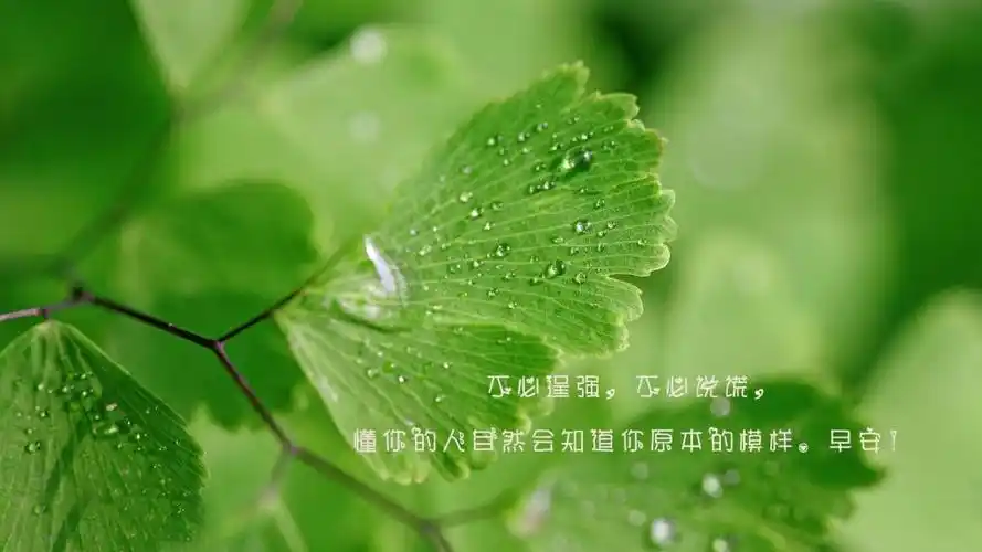 治愈系的早安心语集合,高清图片,电脑桌面-壁纸族