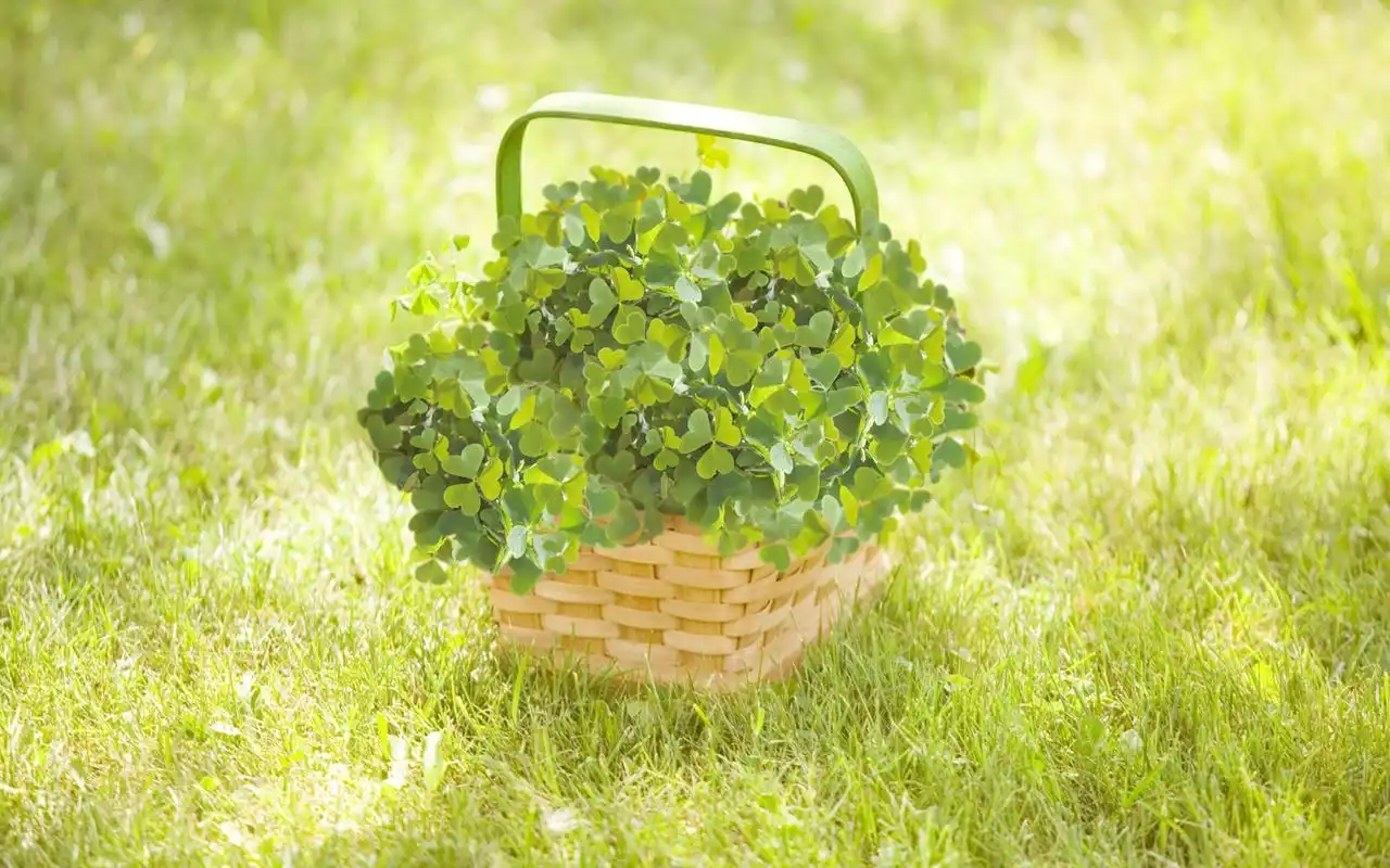 清新唯美的三叶草桌面壁纸,可爱养眼的绿色护眼的植物壁纸,欢迎继续