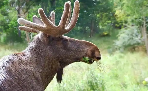 被称避水金睛兽的驼鹿国外大肆捕猎却是国内重点保护动物