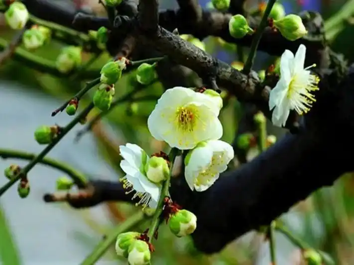 绿萼梅梅中精品