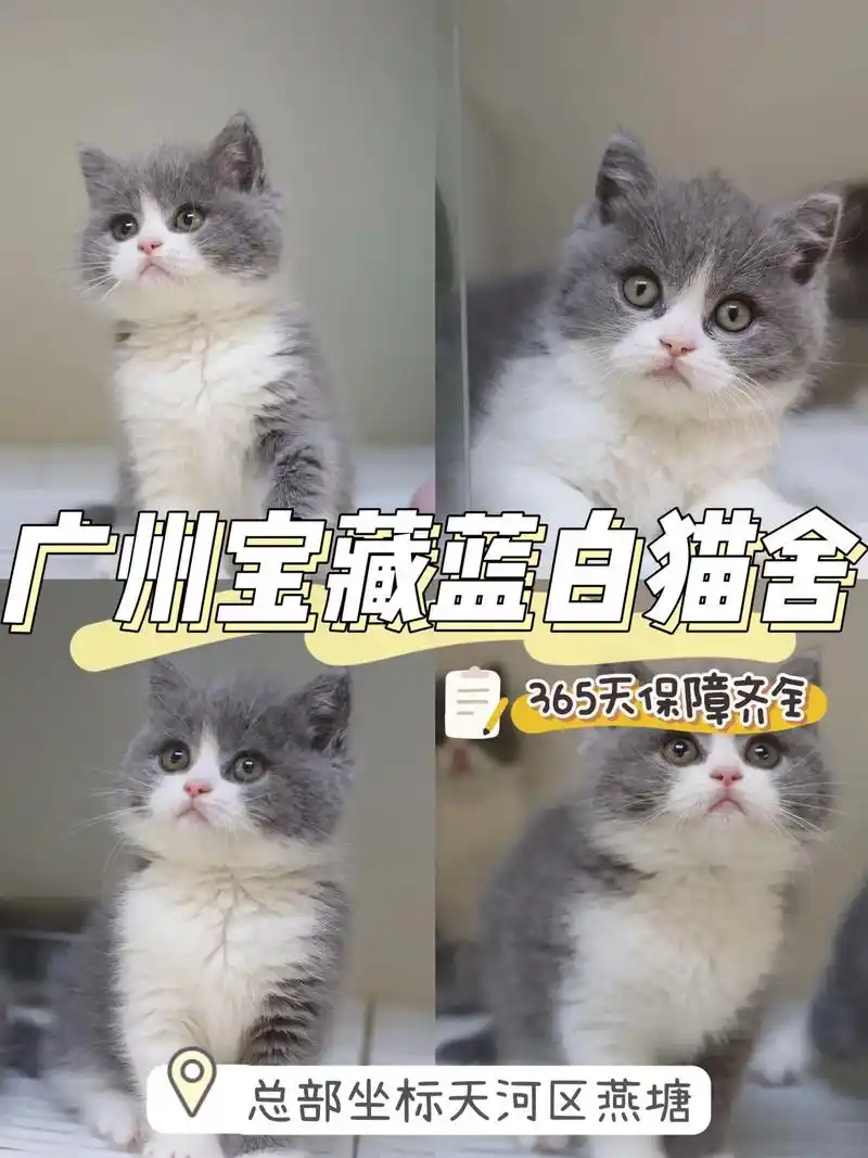 广州英短蓝白猫舍|英短蓝白专场来咯!