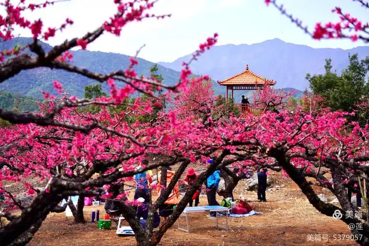 灼灼芳华十里桃花——连平桃花节