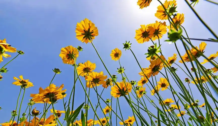 锡北镇的初夏色彩,2021年05月06日,江苏无锡锡山区.