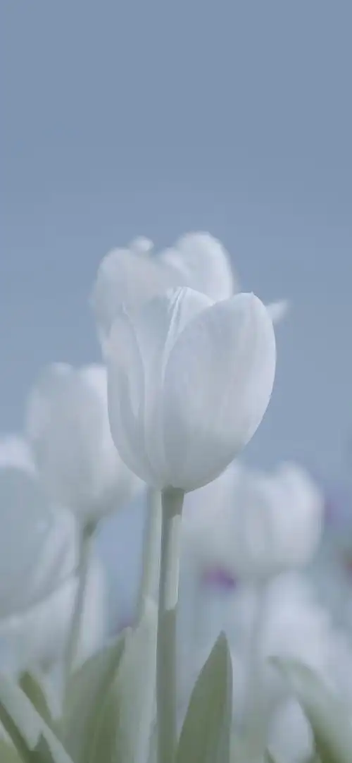 蓝色系中的天蓝色壁纸💙