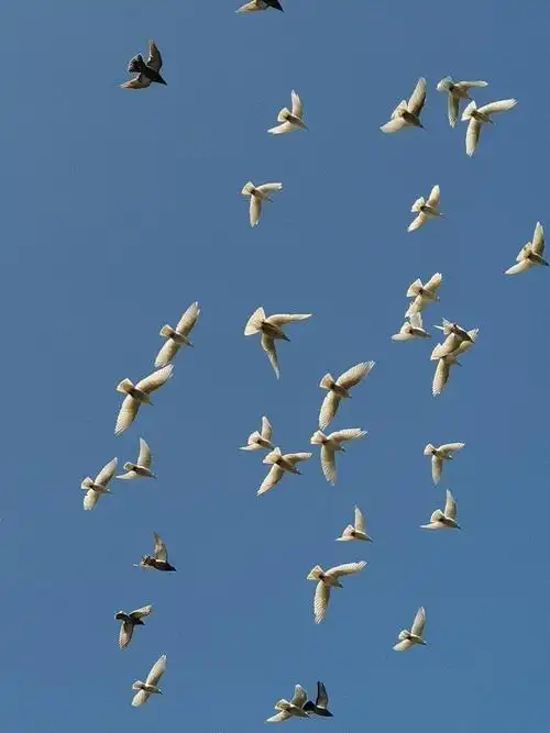 金秋十月西湖鸽子满天飞