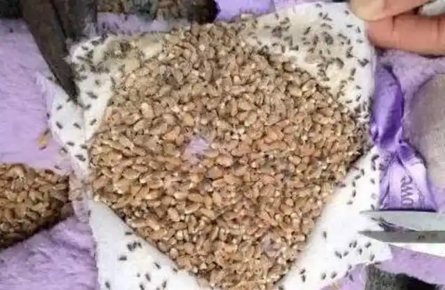 女孩买薰衣草熊,剪开肚子后看到这场面,里面却是虫子