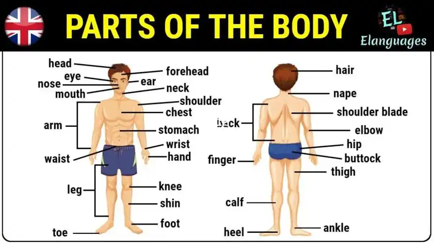 body parts in english 英文身体部位