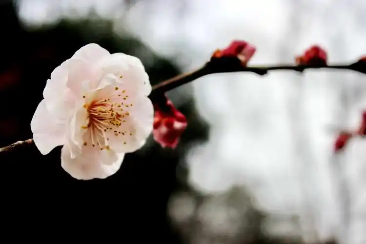 上海植物园梅花之三 2019年3月7日