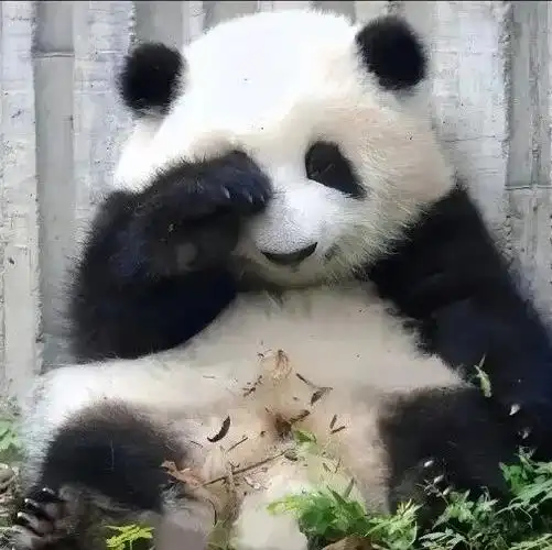 头像超话#花花肚子上的苹果堆成小山#大熊猫头像