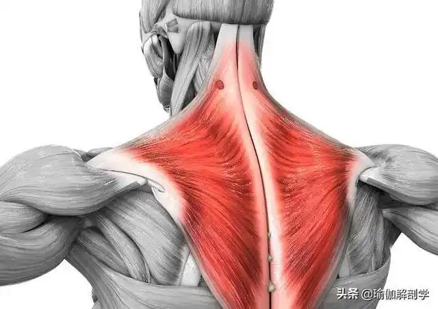 练瑜伽总爱耸肩除了放松上斜方肌这两块肌肉一定要加强