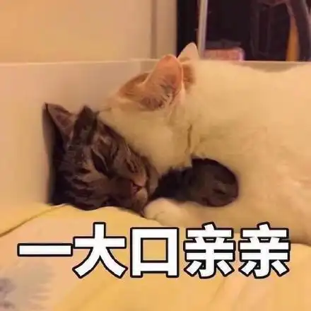 理士人又是难过的一天真让喵头大