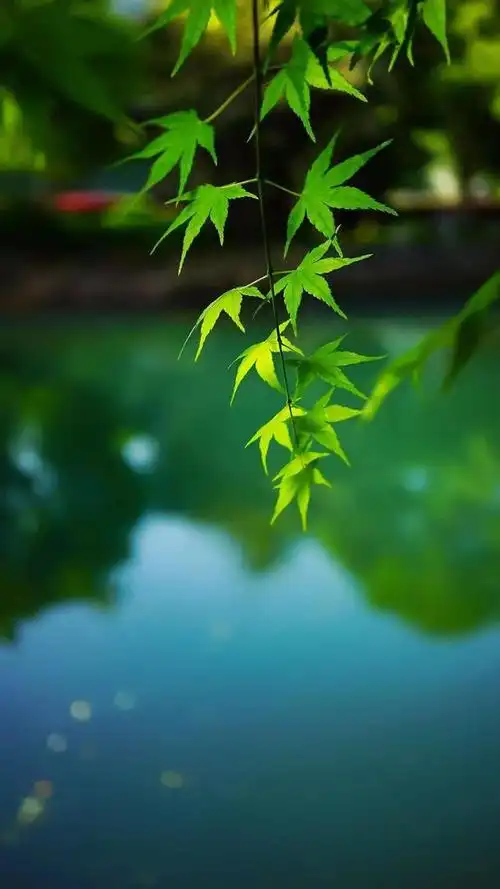 壁纸推荐绿色护眼绿意盎然清新唯美高清无水印