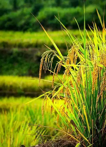 金秋,我和稻田的约定,天下美景龙脊梯田