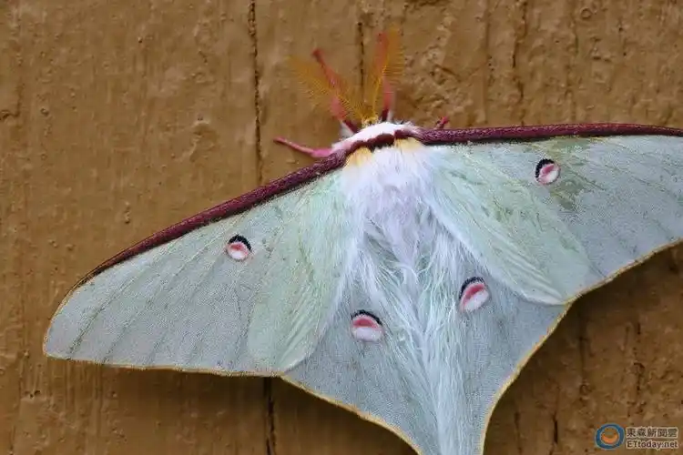 比tiffany绿还梦幻! 台湾限定「姬长尾水青蛾」曝光