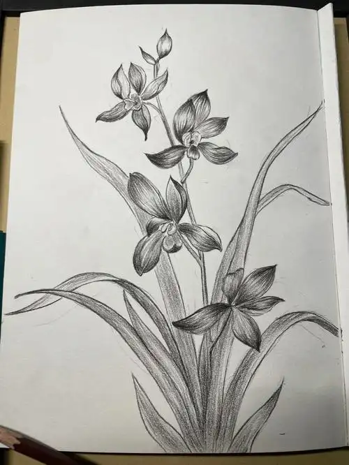 素描兰花临摹论一张合适的素描纸的重要性