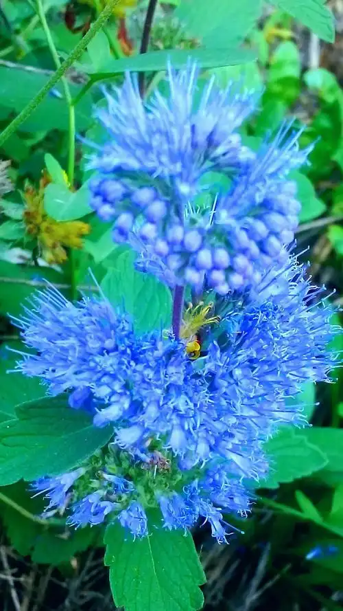 山薄荷(野生薄荷叶图片)插图