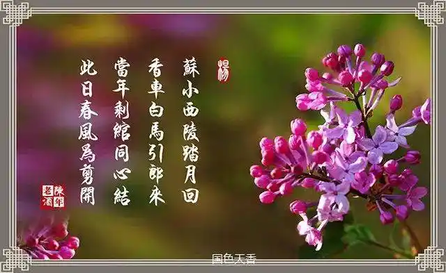 经典回放|《丁香花》