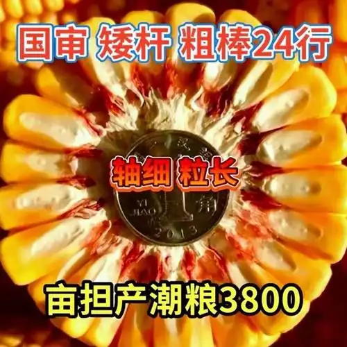 批发高产玉米种子双胞胎矮杆红轴大棒包谷抗虫南北方抗病抗涝苞米