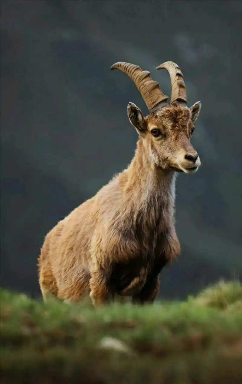 山羊- 热门商品专区