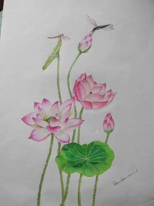 彩铅画荷花初学者