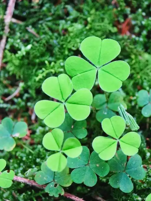 幸运草怎么养得好?