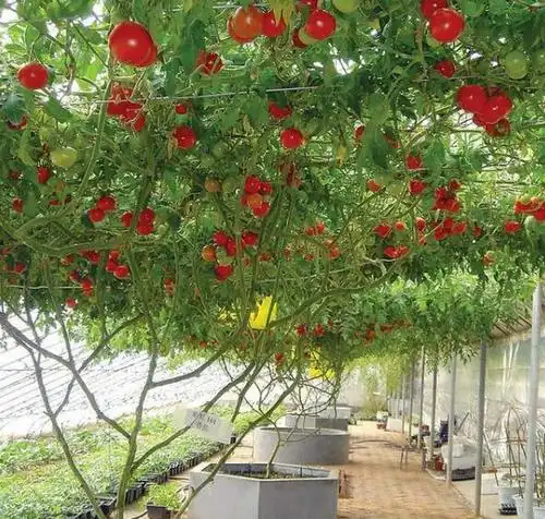 农民特种一棵番茄树结8千斤, 年收入58万元可连续结20年#uc订阅号#