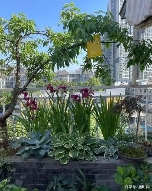 买了顶楼,历时2年diy改造32㎡露台小花园,看一眼都要被它美到