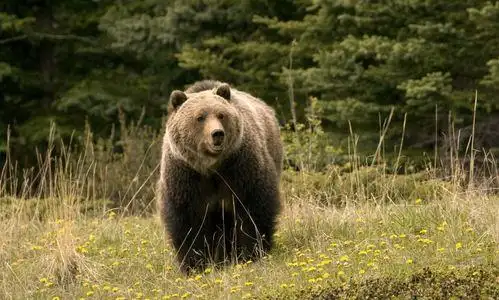 熊冬眠熊冬眠不