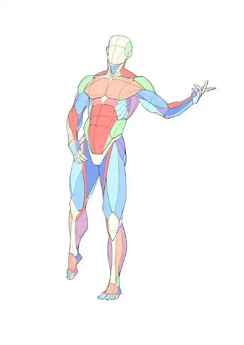 人体肌肉绘画参考  大木画画绘画课堂超话#人体结构##速写##绘画瞬哪