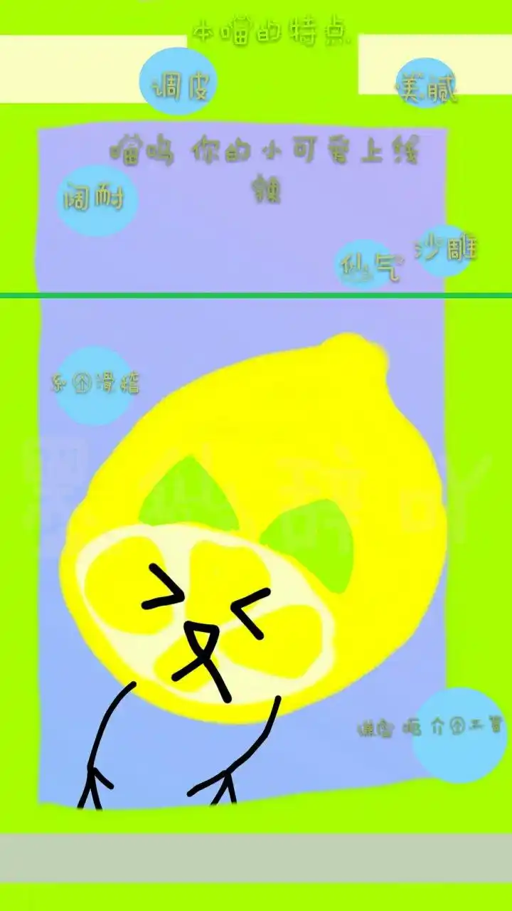 送小阔耐们一个柠檬猫壁纸
