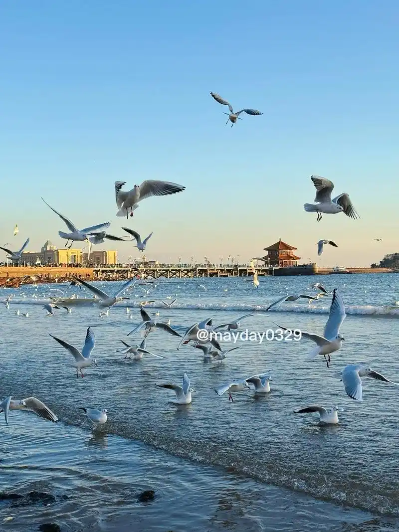 冬日青岛旅行7615|必来栈桥看海鸥75157515.