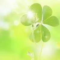 四叶草微信头像图片 唯美好看四叶草清新的微信头像