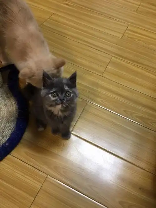 家里猫多了想便宜转让一只加菲和蓝猫的混血儿