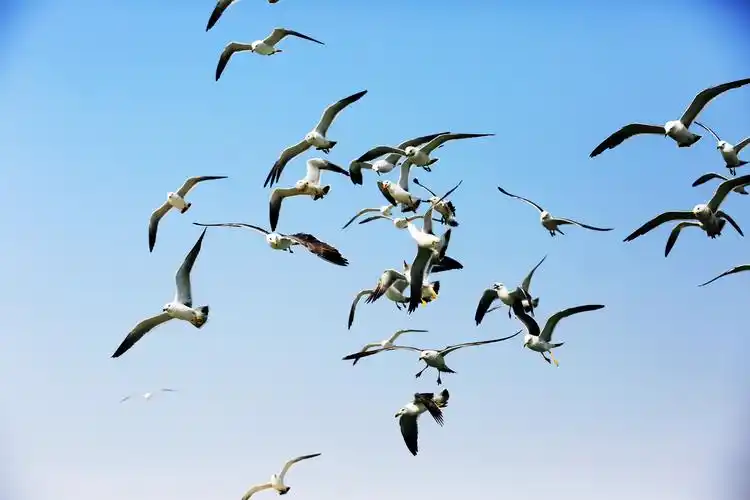 【海鸥摄影图片】生态摄影_开心快乐的博客_太平洋电脑网摄影部落