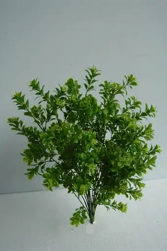 七里香的风水作用  植物都是有灵性的,植物含五星,植物之间以及万物